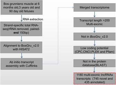 Genome-Wide Analysis Reveals Changes in Polled Yak Long Non-coding RNAs in Skeletal Muscle Development